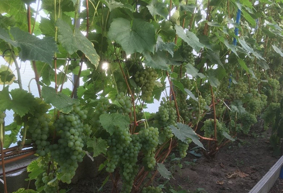 Саженцы и черенки винограда для выращивания в климатических зонахБашкортостана и предуралья
