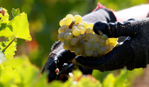 Виноградные косточки эффективны против старения и рака