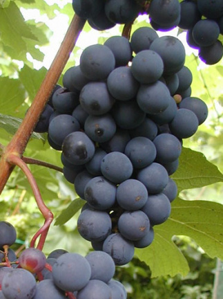 прибалтийские сорта винограда